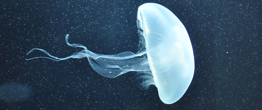 Acidentes com animais marinhos venenosos, você sabe o que fazer quando isso acontece?